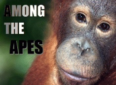 Among the Apes