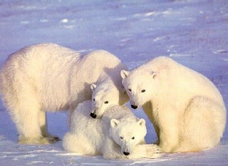 Polar Bear Family and Me