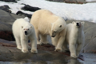 Polar Bears: Edge of Existence