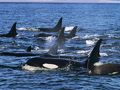 Attack of the Killer Whales: Orcas vs. Grays